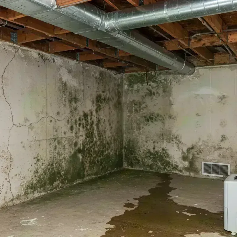 Professional Mold Removal in Jacobus, PA